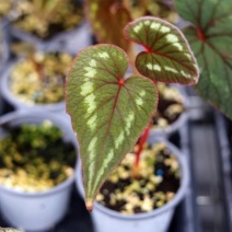 花叶秋海棠盆栽绿植雨林缸造景植物开红花相思草室内彩叶