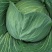 平顶莲花白包菜