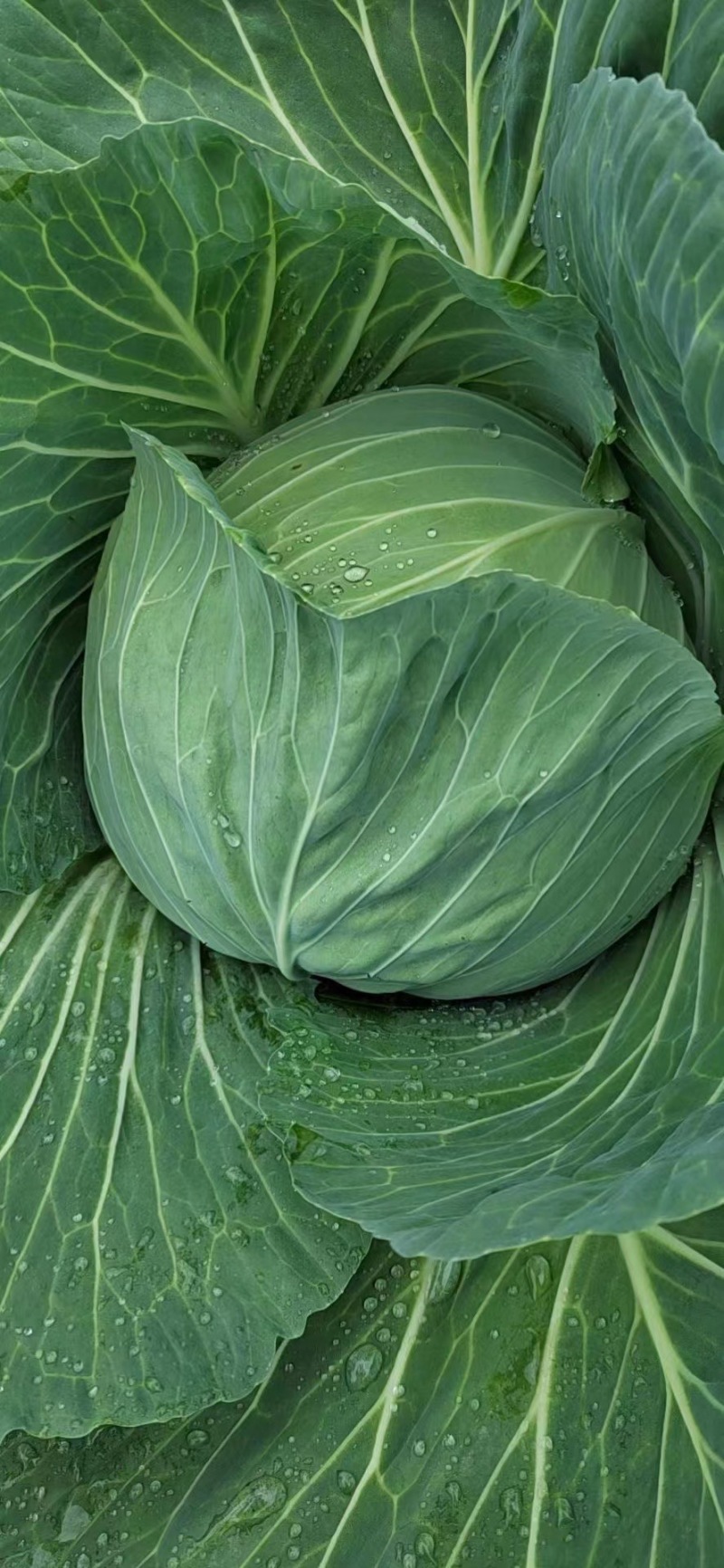 平顶莲花白包菜