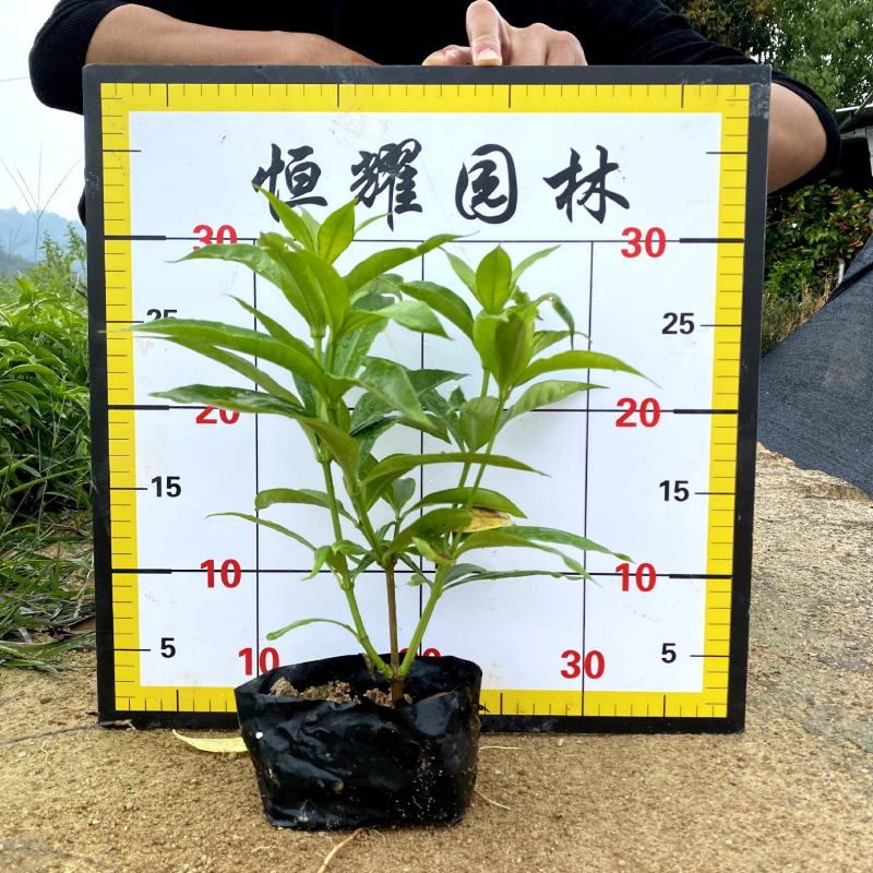 【软枝黄婵黄莺泻黄蝉】各种规格欢迎咨询详谈