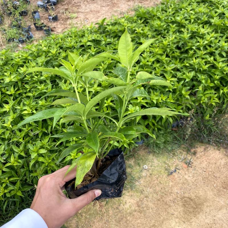 【软枝黄婵黄莺泻黄蝉】各种规格欢迎咨询详谈