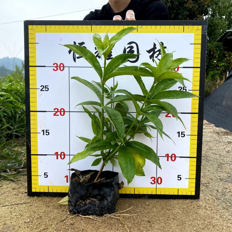 【软枝黄婵黄莺泻黄蝉】各种规格欢迎咨询详谈