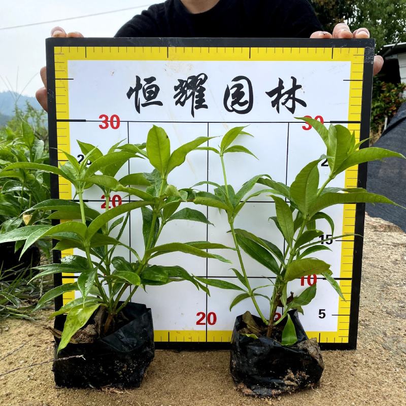【软枝黄婵黄莺泻黄蝉】各种规格欢迎咨询详谈