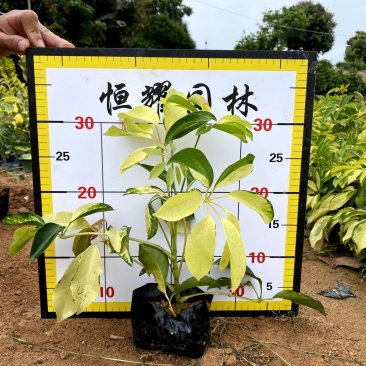 【澳洲鸭脚木辐叶鹅掌柴】各种规格欢迎合作详谈