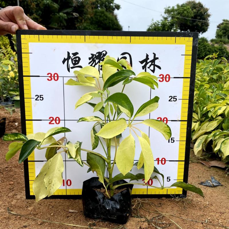 【澳洲鸭脚木辐叶鹅掌柴】各种规格欢迎合作详谈