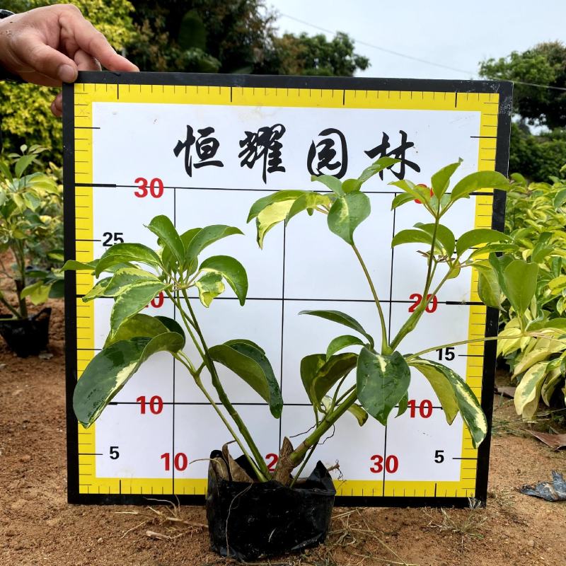 【澳洲鸭脚木辐叶鹅掌柴】各种规格欢迎合作详谈