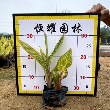 【花叶美人蕉金脉美人蕉】各种规格欢迎咨询详谈