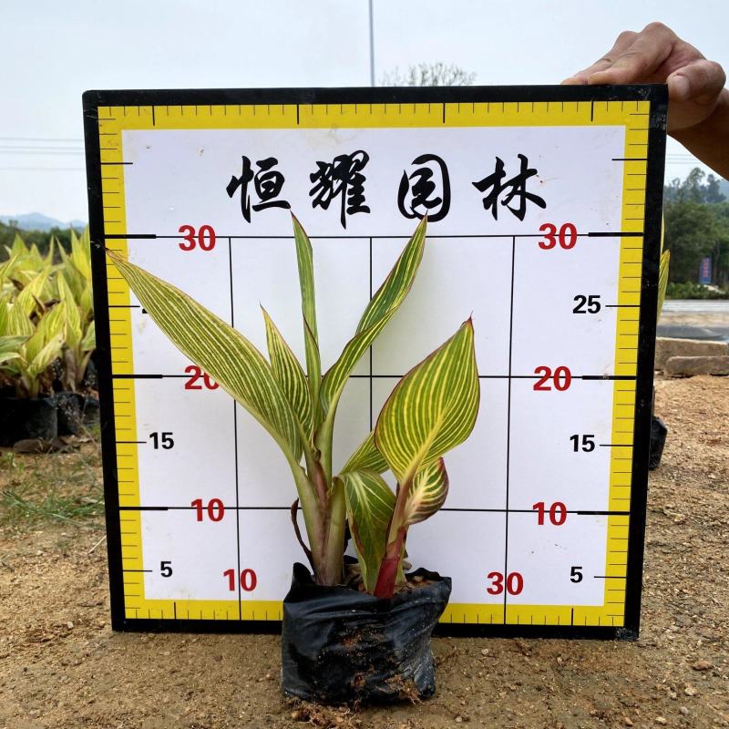 【花叶美人蕉金脉美人蕉】各种规格欢迎咨询详谈