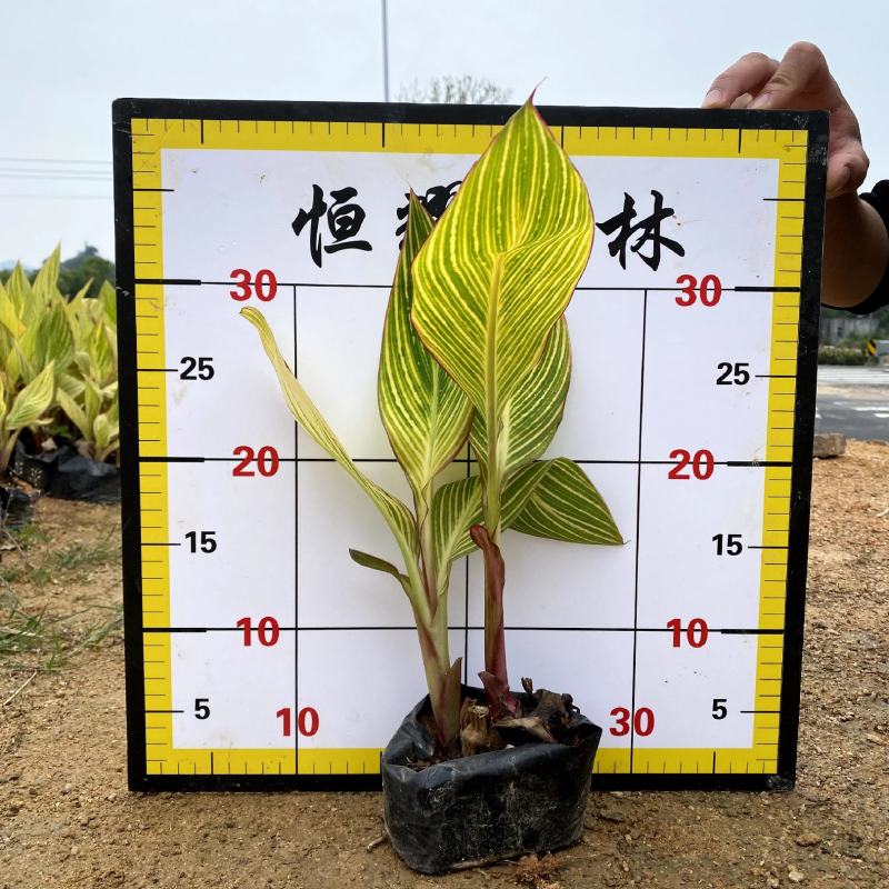 【花叶美人蕉金脉美人蕉】各种规格欢迎咨询详谈