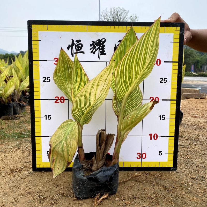 【花叶美人蕉金脉美人蕉】各种规格欢迎咨询详谈