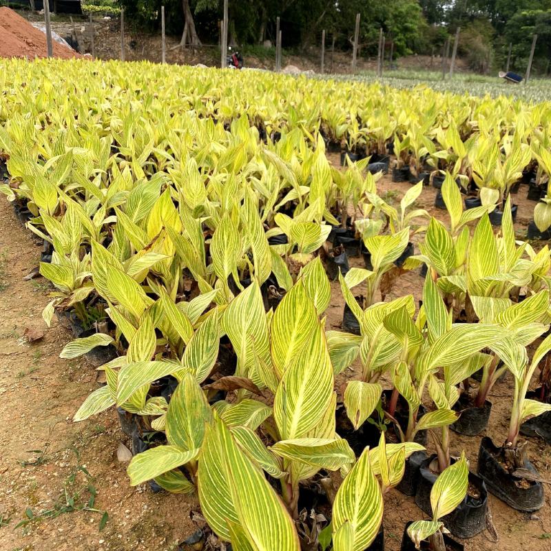 【花叶美人蕉金脉美人蕉】各种规格欢迎咨询详谈