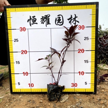 【红草大红寥东方蓼小红草】3斤袋欢迎合作详谈