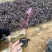【红草大红寥东方蓼小红草】3斤袋欢迎合作详谈