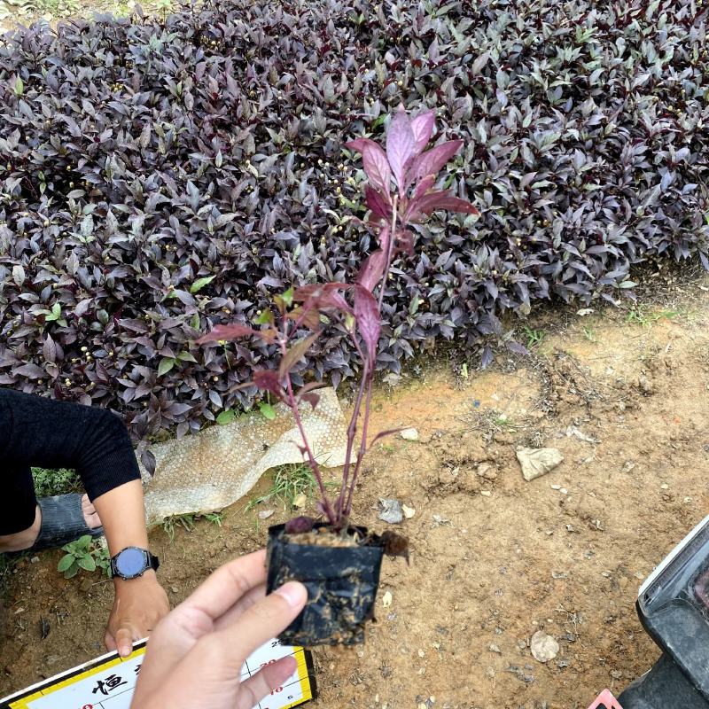 【红草大红寥东方蓼小红草】3斤袋欢迎合作详谈