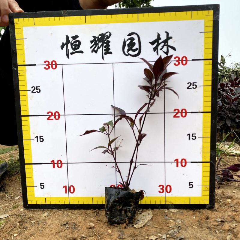 【红草大红寥东方蓼小红草】3斤袋欢迎合作详谈