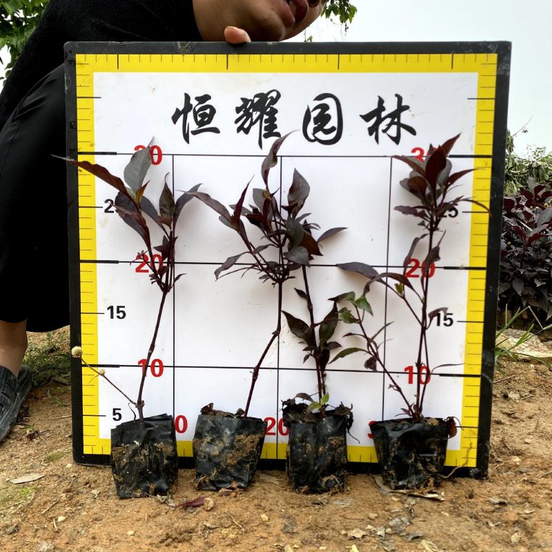【红草大红寥东方蓼小红草】3斤袋欢迎合作详谈