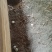苏禽母鸡