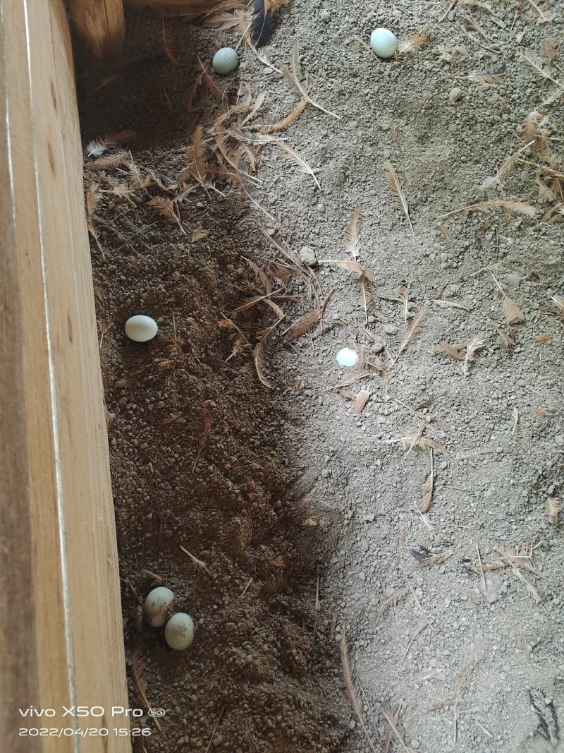 苏禽母鸡