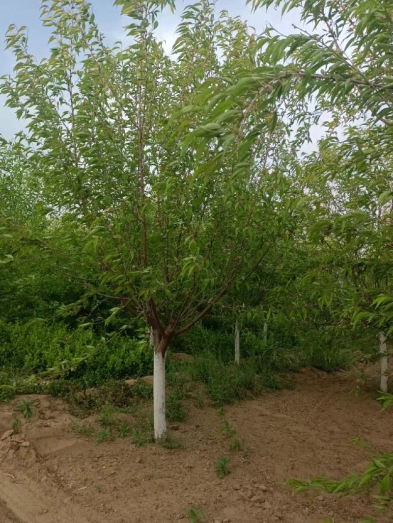 精品山桃4到16公分
