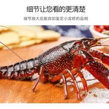 湖北荆州鲜活小龙虾，大青，中青，小青应有尽有