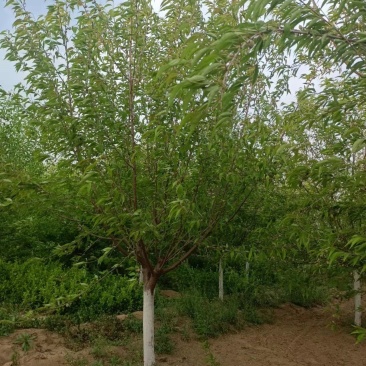 精品山桃4到16公分