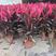 朱蕉红叶植物盆栽富贵竹红铁紫竹庭院绿植可水培吸甲醇