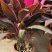 朱蕉红叶植物盆栽庭院绿植可水培吸甲醇