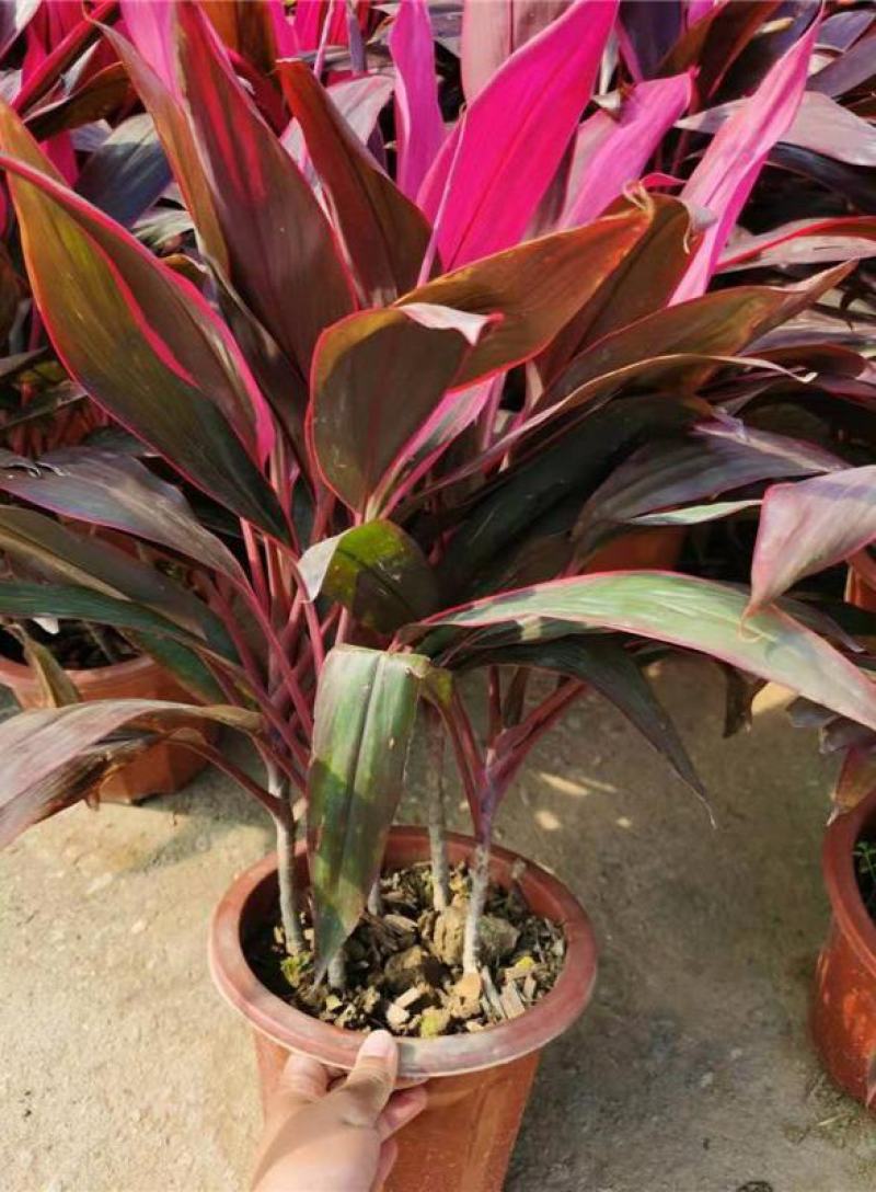 朱蕉红叶植物盆栽庭院绿植可水培吸甲醇