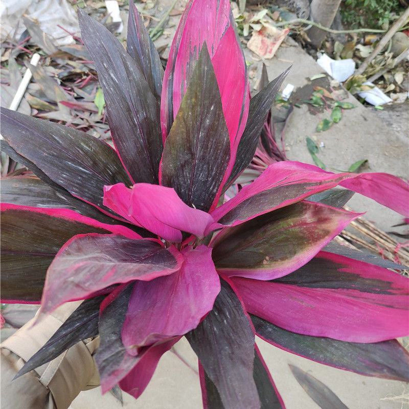 朱蕉红叶植物盆栽庭院绿植可水培吸甲醇