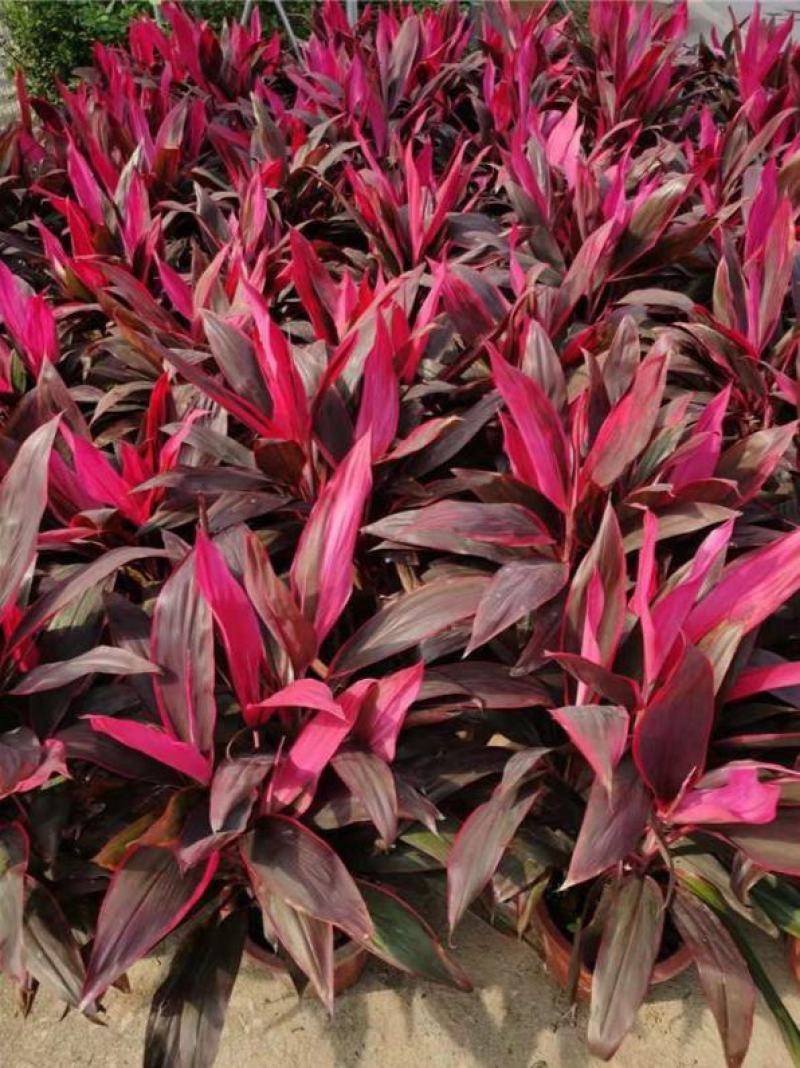 朱蕉红叶植物盆栽庭院绿植可水培吸甲醇