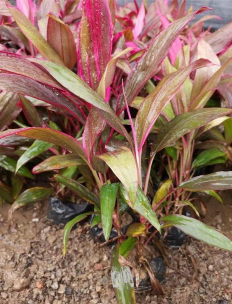 朱蕉红叶植物盆栽庭院绿植可水培吸甲醇