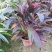 朱蕉红叶植物盆栽庭院绿植可水培吸甲醇