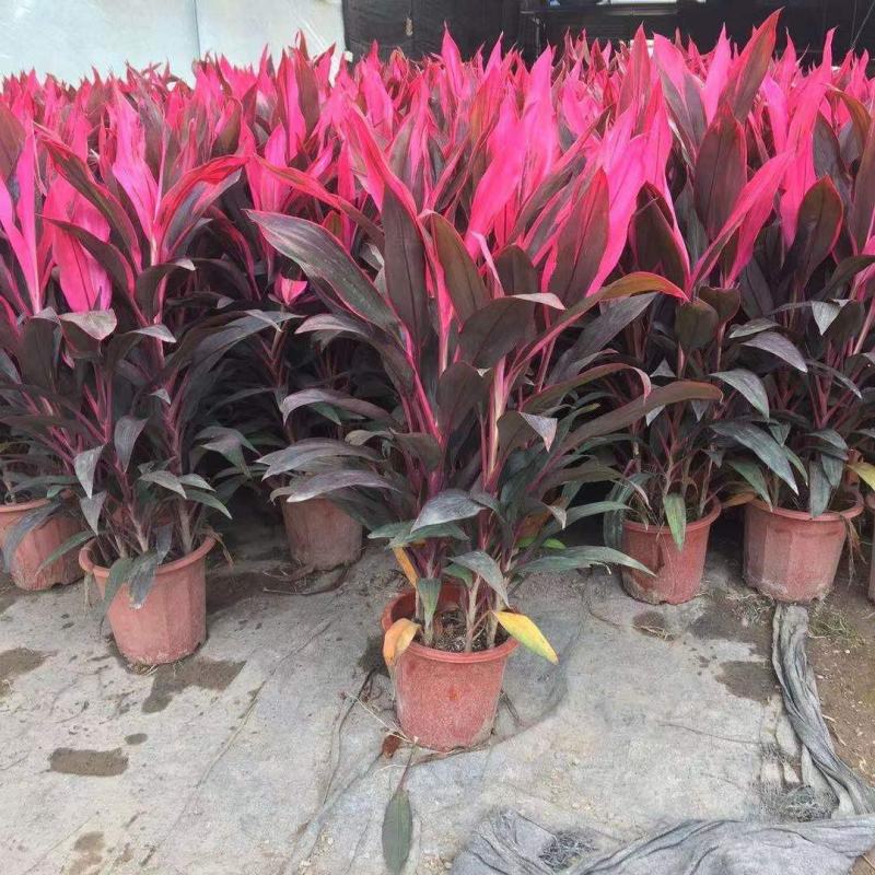 朱蕉红叶植物盆栽庭院绿植可水培吸甲醇