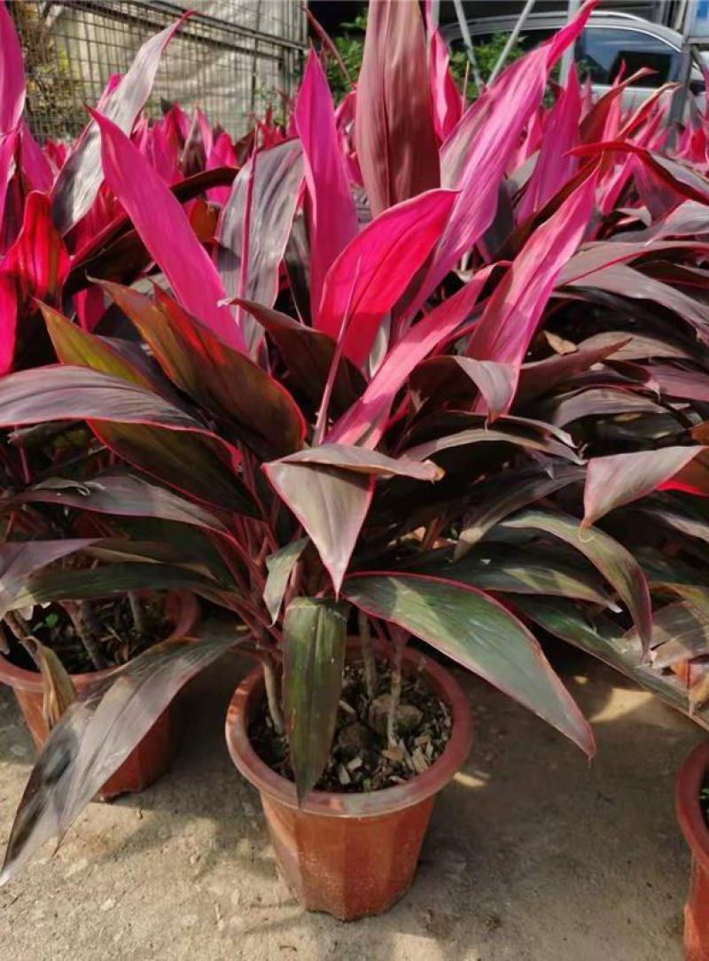 朱蕉红叶植物盆栽庭院绿植可水培吸甲醇