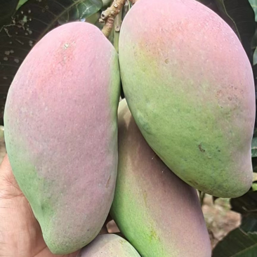 【精选】海南贵妃、台龙芒果大量上市、产地一手货源、直供！