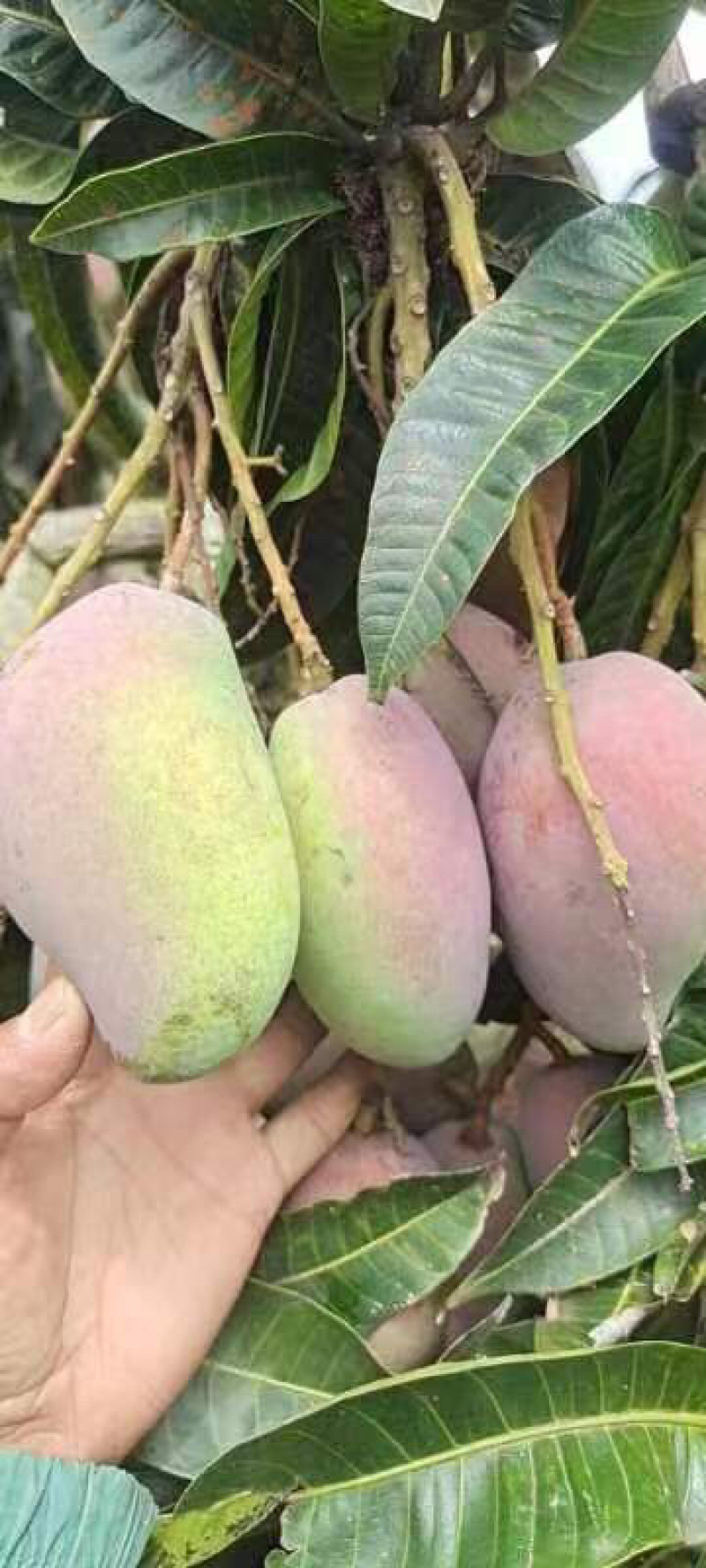 【精选】海南贵妃、台龙芒果大量上市、产地一手货源、直供！