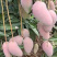 【精选】海南贵妃、台龙芒果大量上市、产地一手货源、直供！