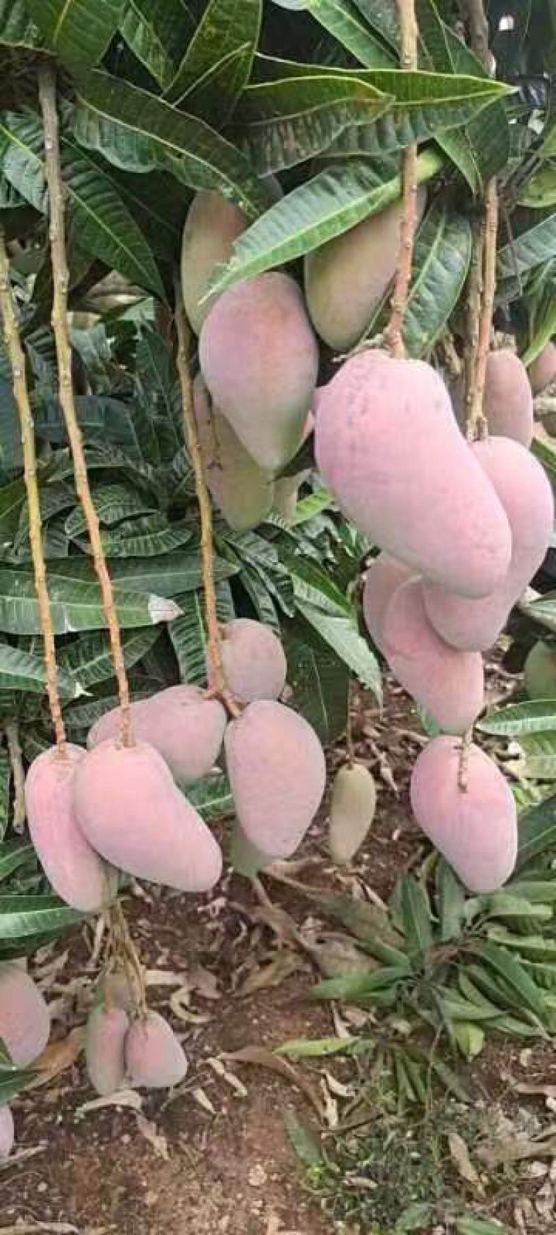 【精选】海南贵妃、台龙芒果大量上市、产地一手货源、直供！