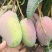【精选】海南贵妃、台龙芒果大量上市、产地一手货源、直供！