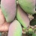 【精选】海南贵妃、台龙芒果大量上市、产地一手货源、直供！
