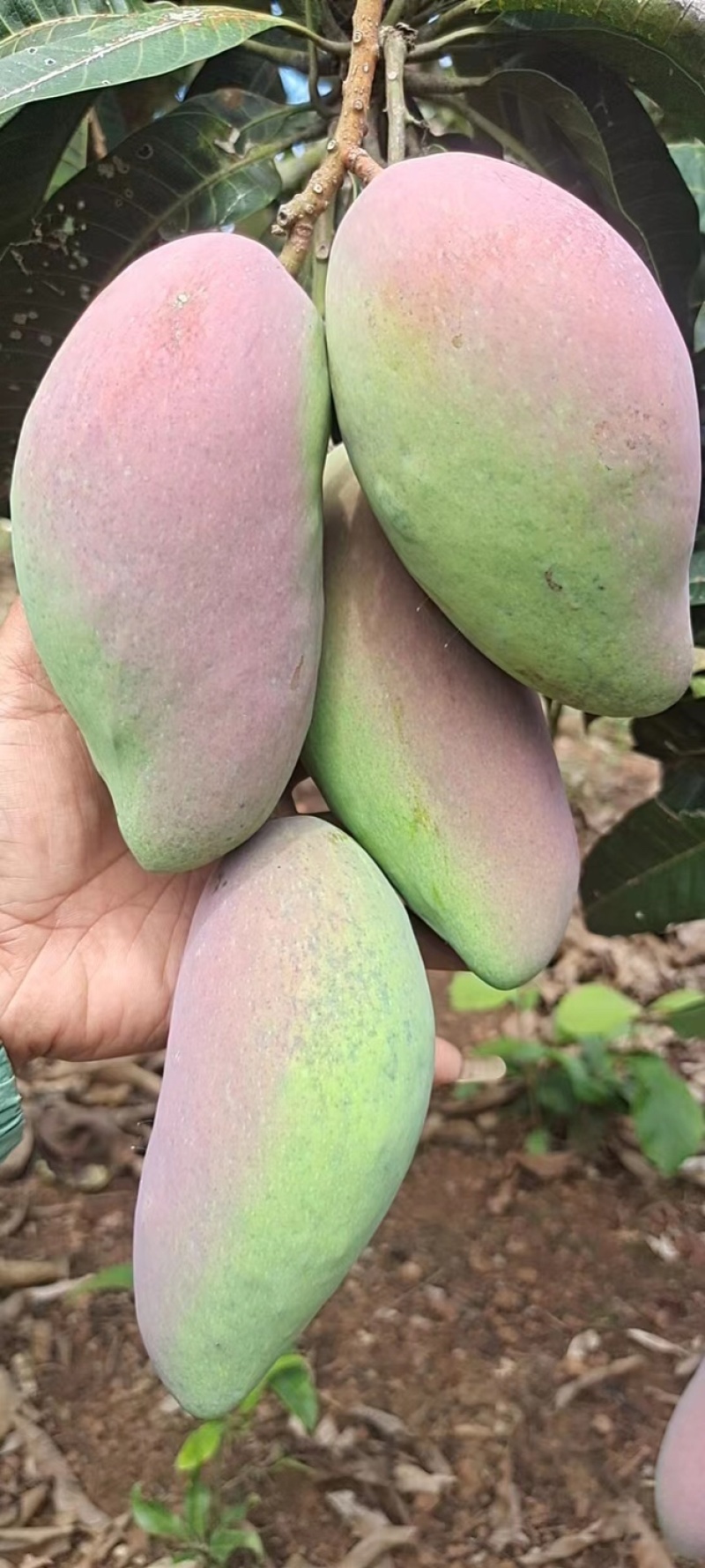 【精选】海南贵妃、台龙芒果大量上市、产地一手货源、直供！