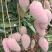 【精选】海南贵妃、台龙芒果大量上市、产地一手货源、直供！