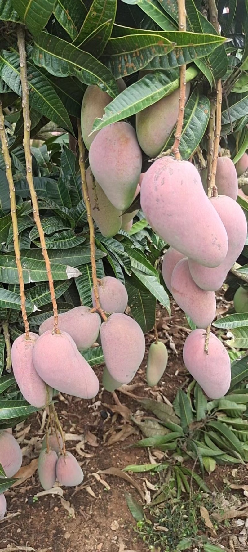 【精选】海南贵妃、台龙芒果大量上市、产地一手货源、直供！
