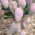 【精选】海南贵妃、台龙芒果大量上市、产地一手货源、直供！