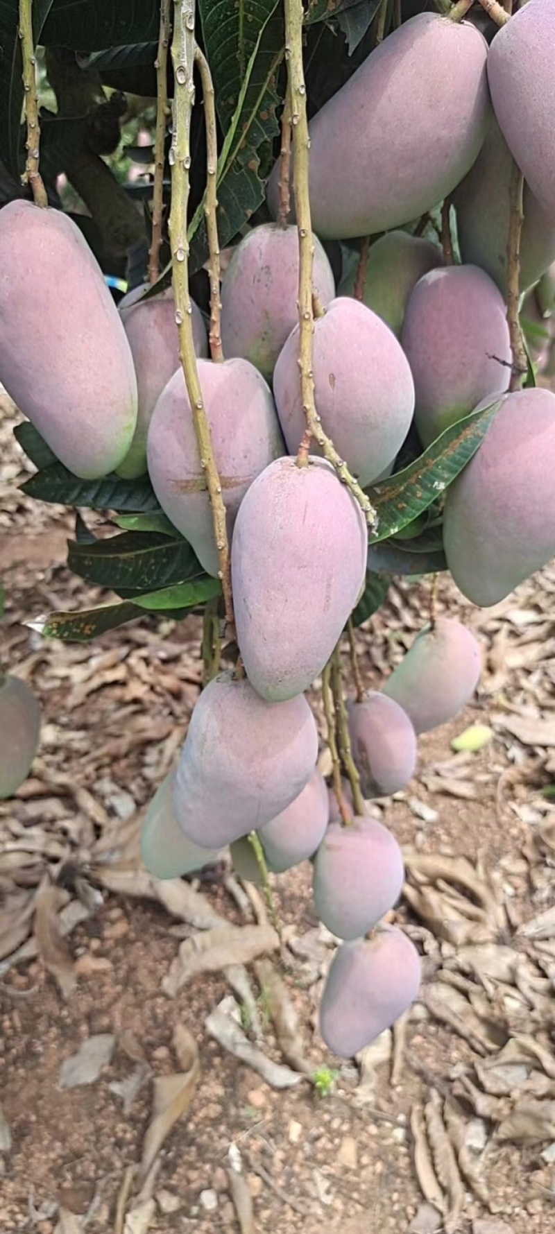 【精选】海南贵妃、台龙芒果大量上市、产地一手货源、直供！