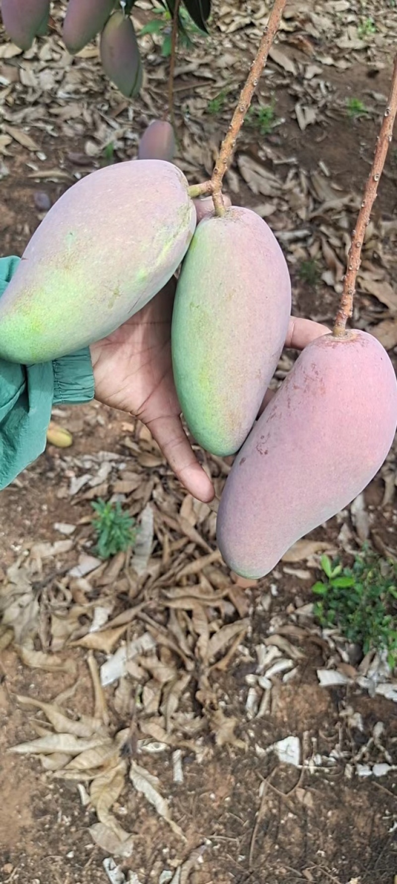【精选】海南贵妃、台龙芒果大量上市、产地一手货源、直供！