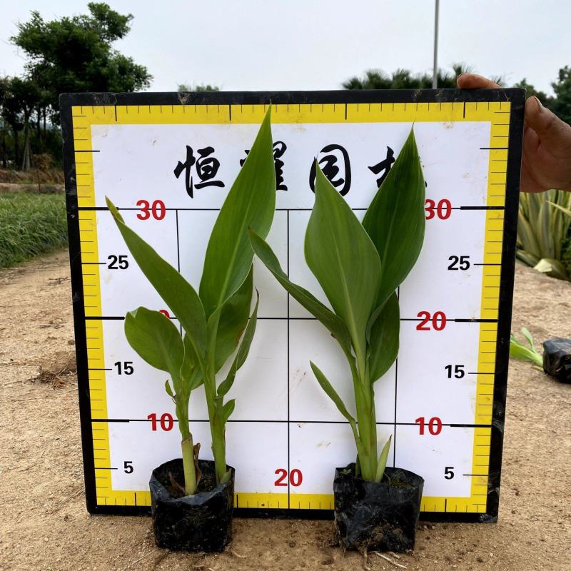 【黄花美人蕉】5斤袋福建漳州基地直发欢迎合作洽谈