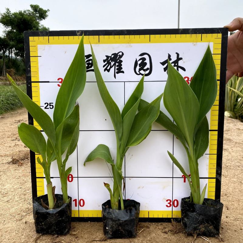 【黄花美人蕉】5斤袋福建漳州基地直发欢迎合作洽谈
