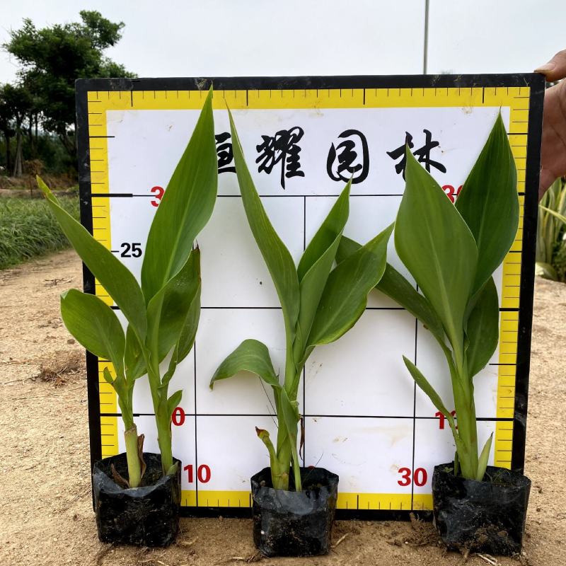 【黄花美人蕉】5斤袋福建漳州基地直发欢迎合作洽谈