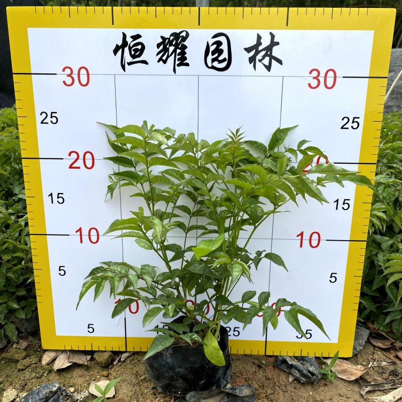 【紫云藤非洲凌霄粉凌霄花】各种规格欢迎合作洽谈